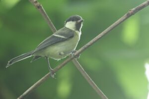 シジュウカラ幼鳥2026年8月2日