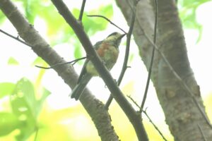 ヤマガラ幼鳥2026年8月17日