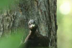 クマゲラ雌2026年8月17日