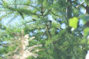 シジュウカラ幼鳥2026年8月24日