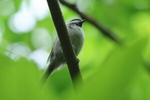 ハシブトガラ2026年8月2日