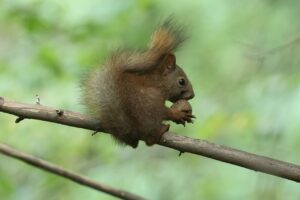 エゾリス2026年8月31日オニグルミの実を食べる