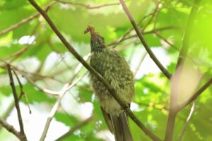 ヒヨドリ幼鳥2026年9月28日スズメバチを食べる