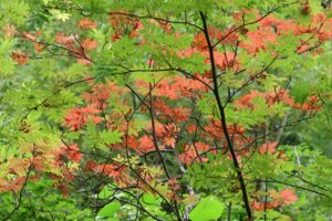 ナナカマド紅葉2026年9月7日
