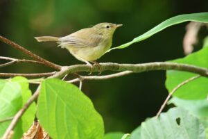 ウグイス幼鳥2026年9月7日