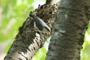ゴジュウカラ2026年9月１4日