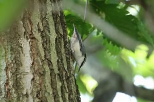 ゴジュウカラ2026年9月21日