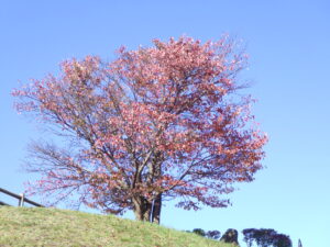 「展望台の一本桜」