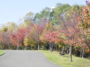 しんさくらなみき