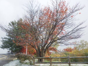 展望台の一本桜