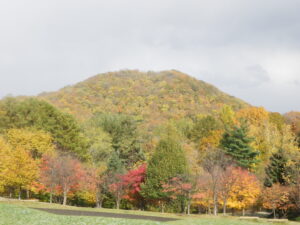 円山と新桜並木