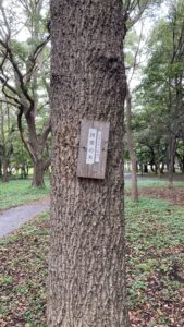 大学村の森2026年10月4日団栗の木クヌギ