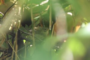 ウグイス2026年10月4日幼鳥