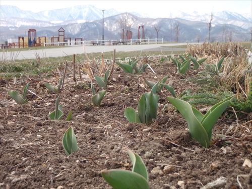 チューリップの葉