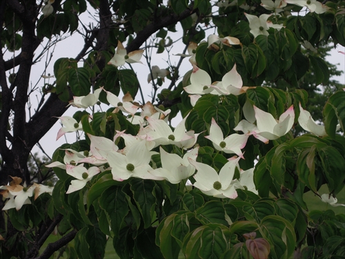ヤマボウシの花の写真