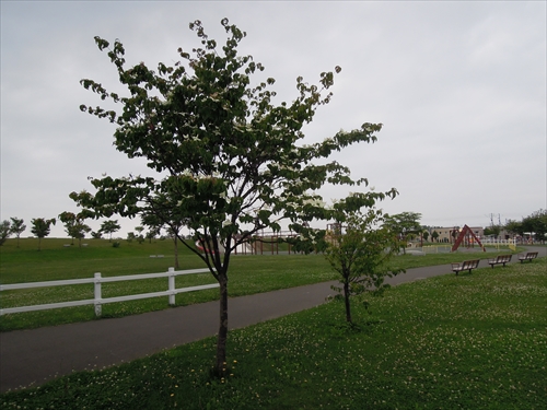 ヤマボウシの木の写真