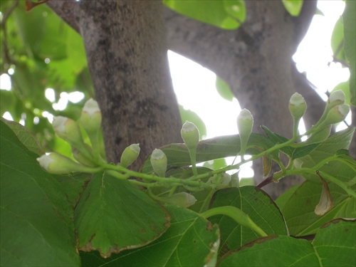 ハクウンボクの実の写真