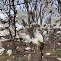 「園内の様子」の写真