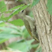 「旭山記念公園野鳥情報2026年8月2日(日曜日)」の写真