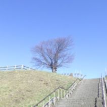 「旭山記念公園のサクラ2026年4月16日木曜日」の写真