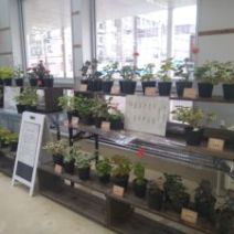 「明日からゼラニウム展がはじまります」の写真