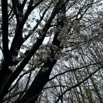 「園内のお花の様子（桜情報含む5月2日時点）」の写真