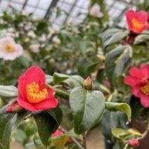 「和の佇まい「ツバキ展」明日から開催（2026年2月16日）」の写真