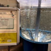 「サケ稚魚の群泳」の写真