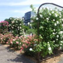 「本日のボランティア活動（バラ）」の写真