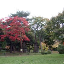 「秋の月寒公園」の写真