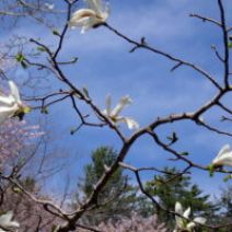 「5月1日「おさんぽガイド」がありました。」の写真
