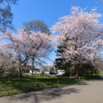 「本日の百合が原公園（2026年5月1日）」の写真
