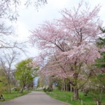 「本日の百合が原公園（ムスカリの道の様子をご紹介）2026年4月28日」の写真