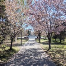 「5月１日　サクラの開花状況【落花さかん】」の写真