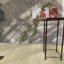 「二日間限定「秋の盆栽展」開催します(2026年10月16日)」の写真