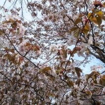 「4月28日　サクラの開花状況【散り始め】」の写真