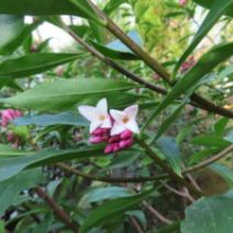 「ジンチョウゲ、本日開花（ミモザの様子もご紹介）2026年2月17日」の写真