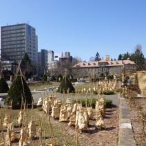 「本日のボランティア活動（バラ）」の写真