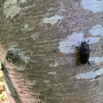 「「なつのムシ」の展示が始まりました。」の写真