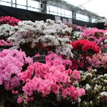 「百合が原公園「アザレア展」、「福寿草と雪割草展」に行ってきました。」の写真