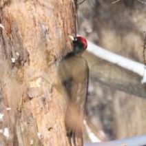 「旭山記念公園野鳥情報2026年2月10日(火曜日)」の写真