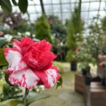 「百合が原公園の春フェスタ　始まります（ガーデンショップではミモザの切り花が本日も入荷）2026年2月19日」の写真