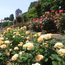 「大通公園バラ花壇ボランティア募集」の写真