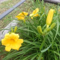 「ヘメロカリスの開花と蕾」の写真