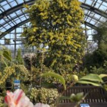 「あたたかな陽気に咲きすすむ花々（4月5月のイベント情報も）2026年3月22日」の写真