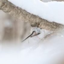 「「創成川公園まちの灯り」1月24日に開催」の写真
