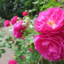 「2026年 百合が原公園 展示会・催事情報(2026年3月30日)」の写真