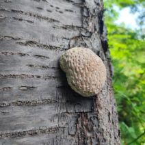 「あなたのお名前は?」の写真