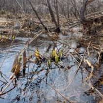 「「ミズバショウ」の展示が始まりました」の写真