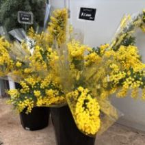 「ガーデンショップにミモザの切り花入荷しました(2026年2月12日)」の写真